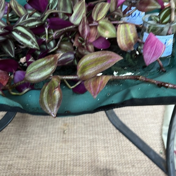 Rooted wandering Jew cuttings - Picture 3 of 3